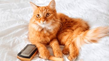 Unwrapping the Magic of Pet Grooming